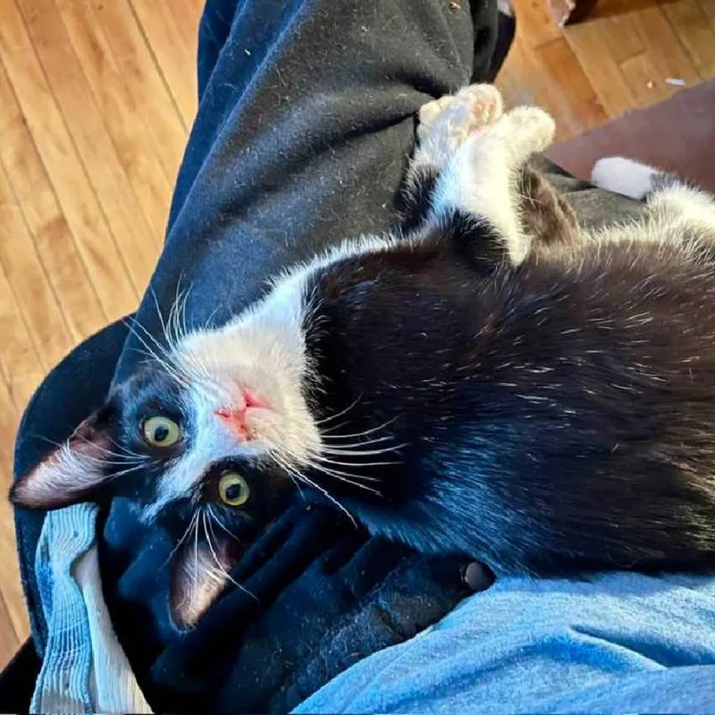 Kenny Loggins thumbnail 4