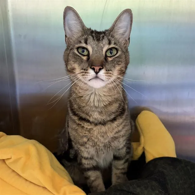 A young small-sized male Domestic Short Hair cat named Zeus for adoption in Centerville, MA