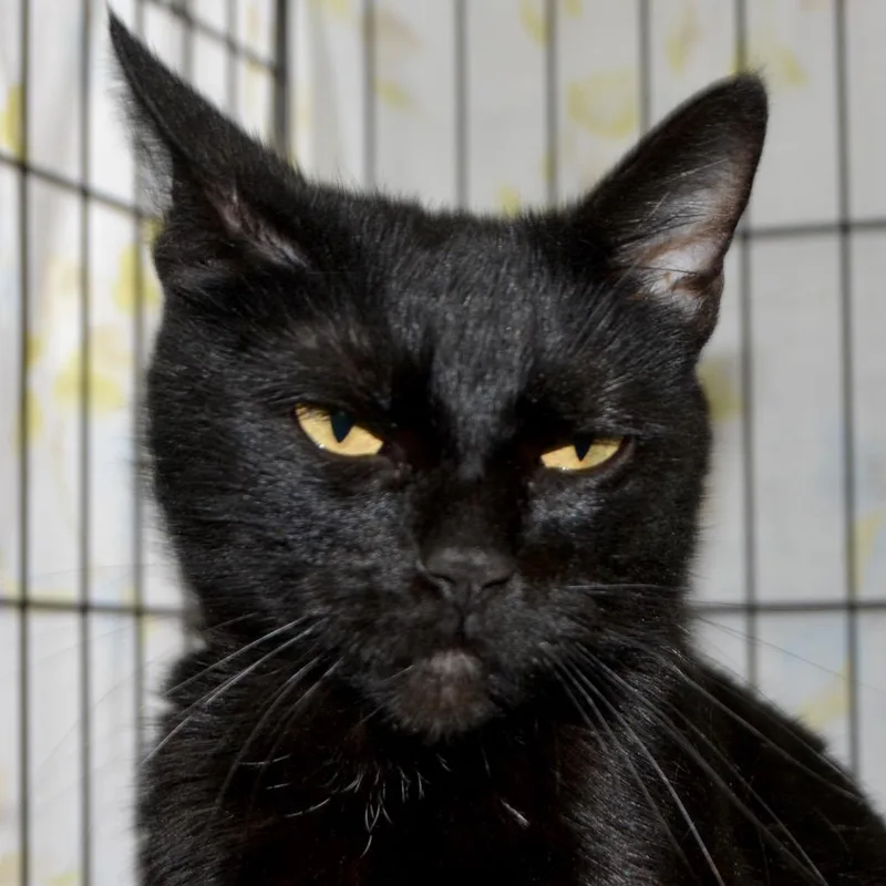 An adult small-sized female Black Domestic Short Hair cat named Sailor Moon for adoption in Los Angeles, CA