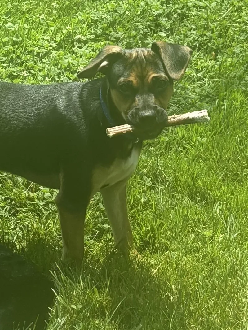 Lexi & Rex thumbnail 3