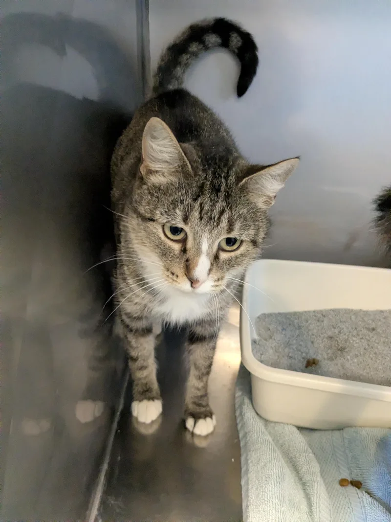 An adult medium-sized female Domestic Short Hair cat named Friskie for adoption in Bedford, VA