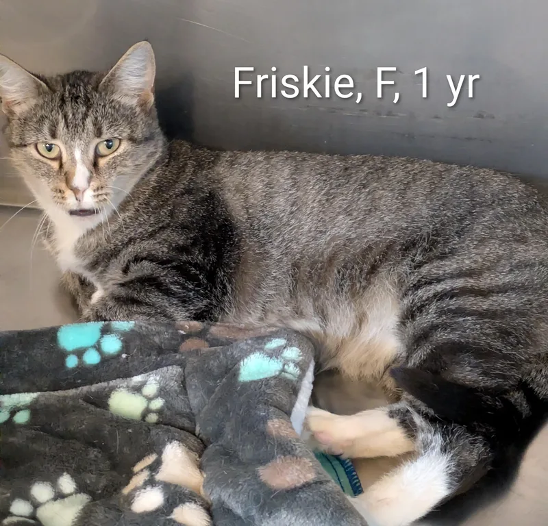 Friskie thumbnail 2