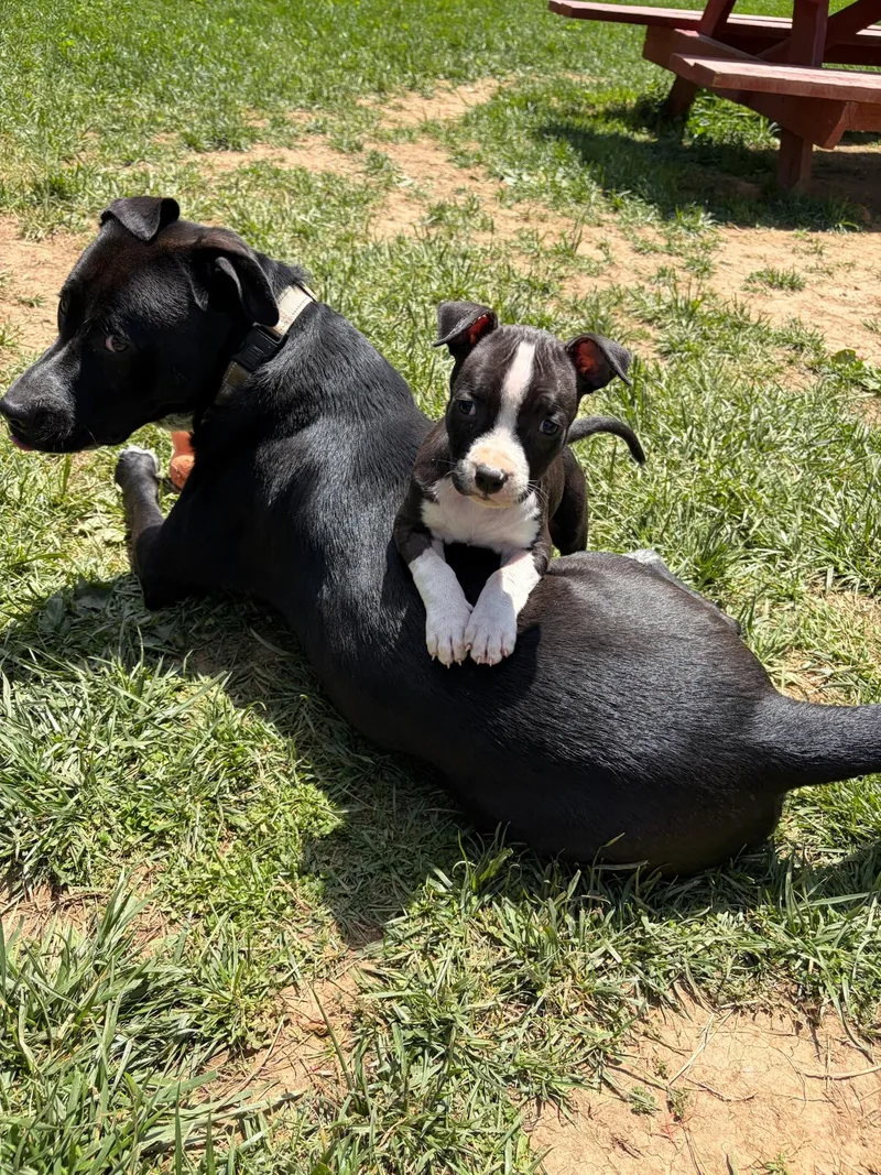 A baby large-sized male Black Pit Bull Terrier dog named Rebel for adoption in Alexandria, VA