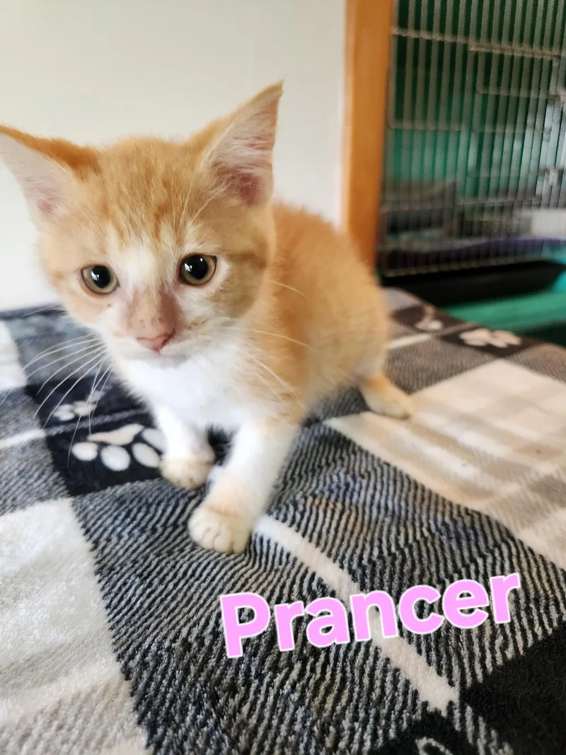 A baby small-sized female Domestic Medium Hair cat named Prancer for adoption in Lynchburg, TN