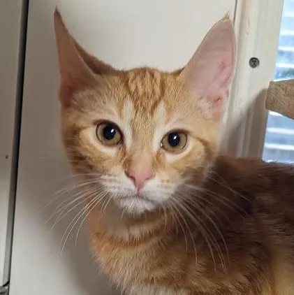 A baby medium-sized male Tabby (Orange / Red) Tabby cat named Kyanite "cayenne" for adoption in Shippenville, PA
