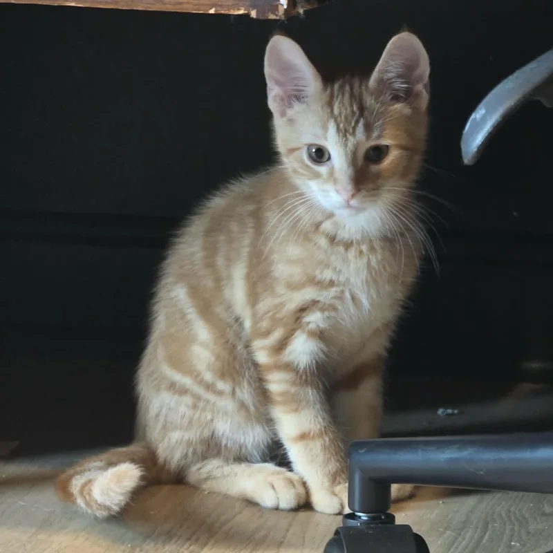 Kyanite "cayenne" thumbnail 2