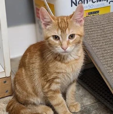 Kyanite "cayenne" thumbnail 3