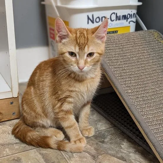 Kyanite "cayenne" thumbnail 4