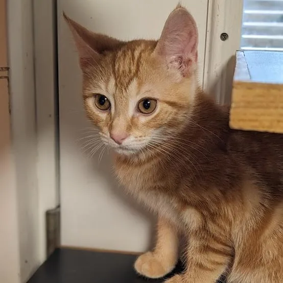 Kyanite "cayenne" thumbnail 5