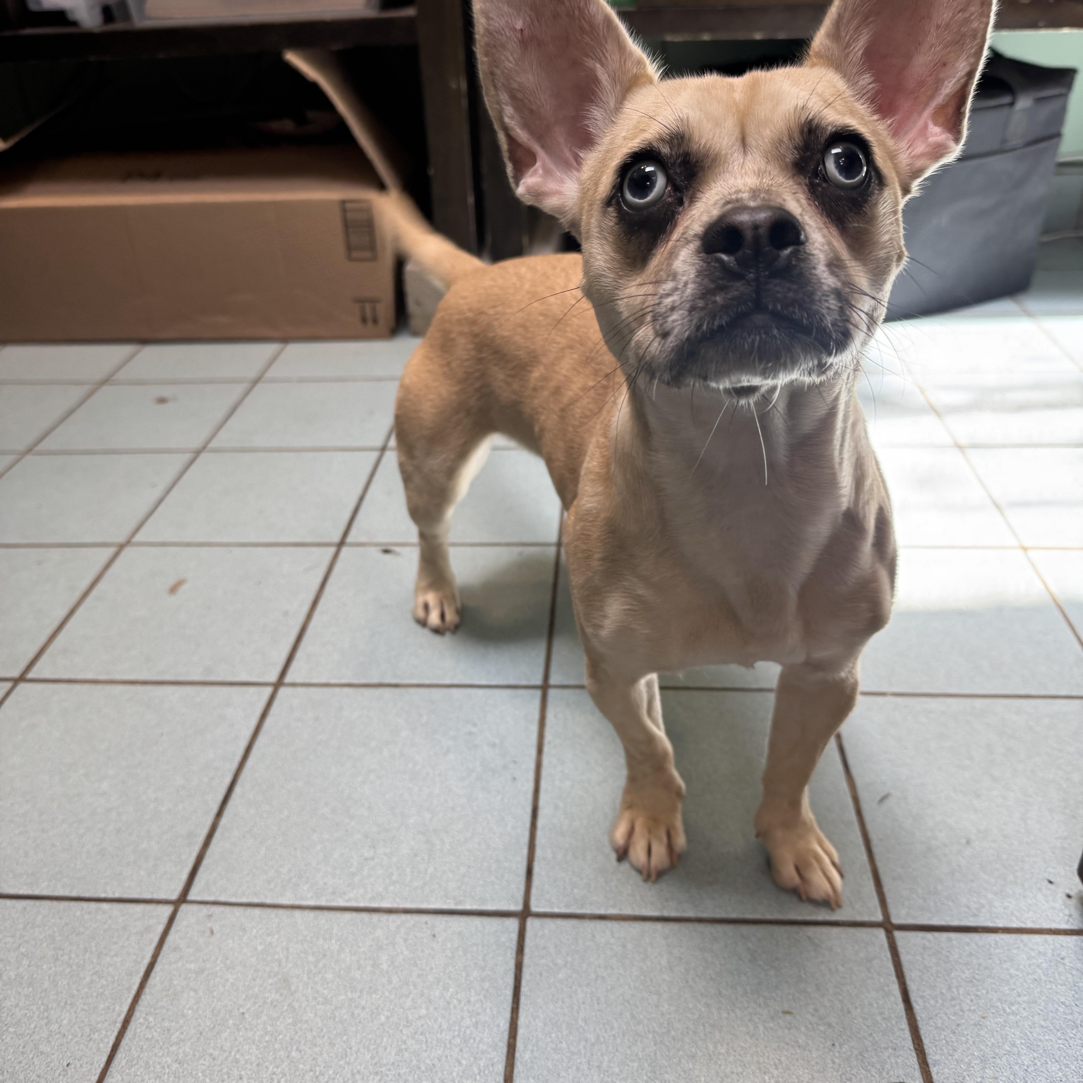 A young small-sized female Chihuahua dog named Snookie for adoption in Woodbridge, CT