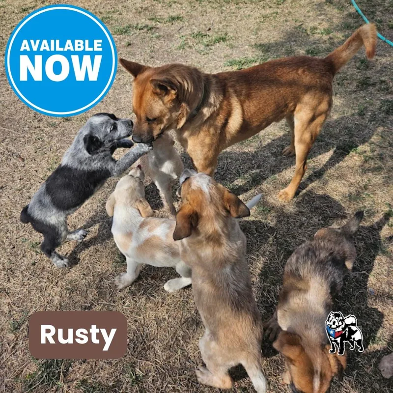 A young medium-sized male Chow Chow dog named Rusty Redford for adoption in Houston, TX