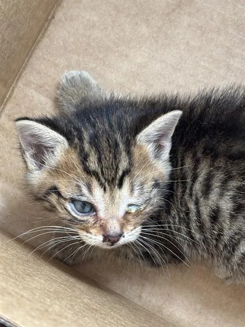 A baby medium-sized female Domestic Short Hair cat named Ocean for adoption in Dallas, TX