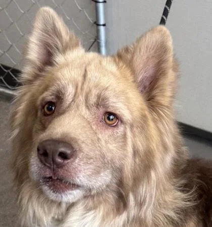 An adult large-sized male Siberian Husky dog named Fluffernutter for adoption in Phoenix, AZ