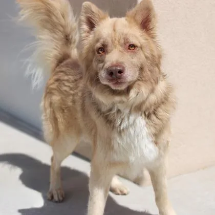 Fluffernutter thumbnail 2