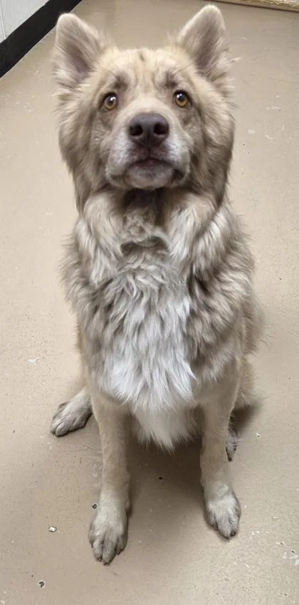 Fluffernutter thumbnail 3