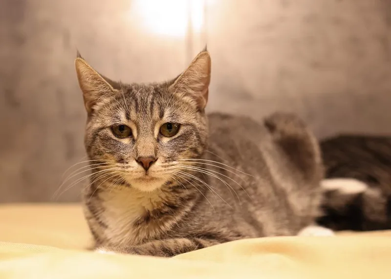 A young medium-sized female Tabby (Gray / Blue / Silver) Tabby cat named Precious for adoption in Mira Loma, CA