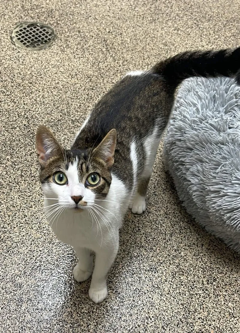 An adult medium-sized male Black Domestic Short Hair cat named Traeger for adoption in Fort Payne, AL