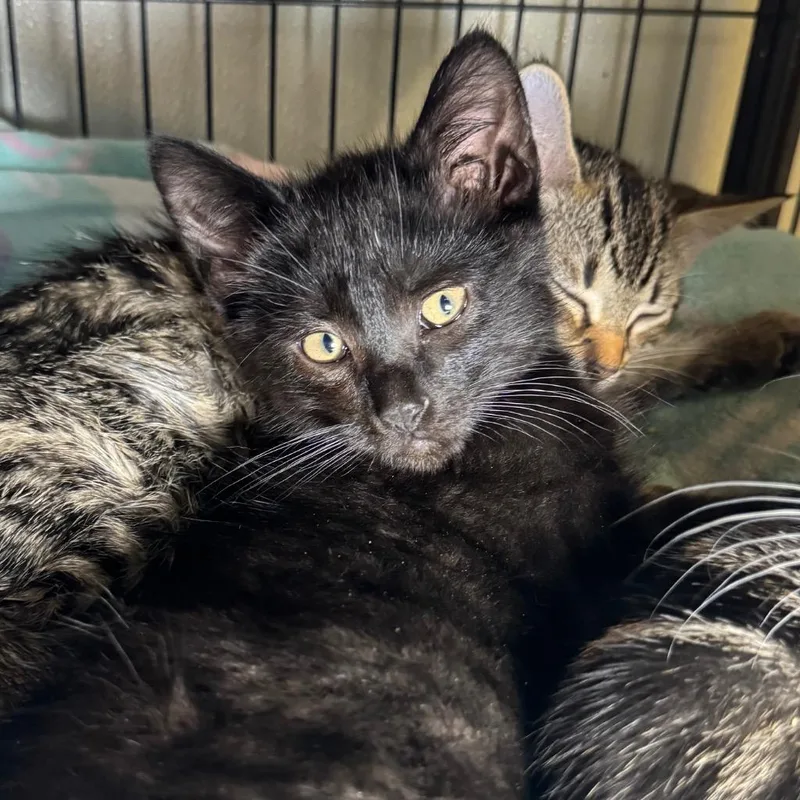 A baby medium-sized male Domestic Short Hair cat named Elton for adoption in Saginaw, MI