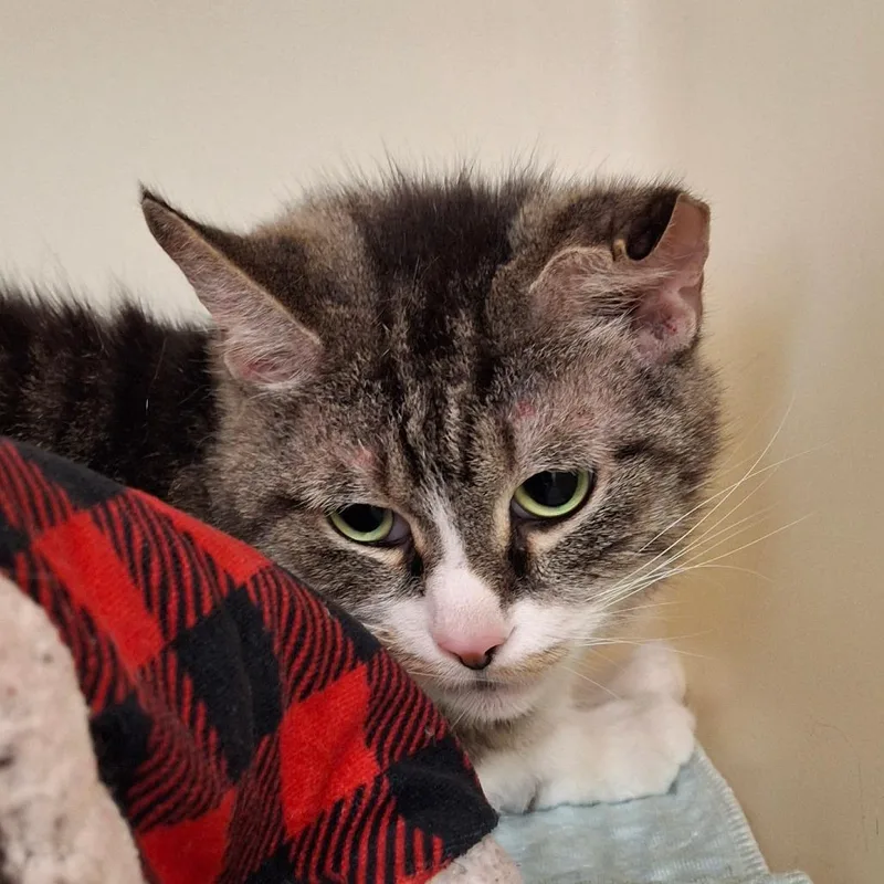 An adult large-sized male Brown / Chocolate Domestic Short Hair cat named Matt for adoption in Zanesville, OH