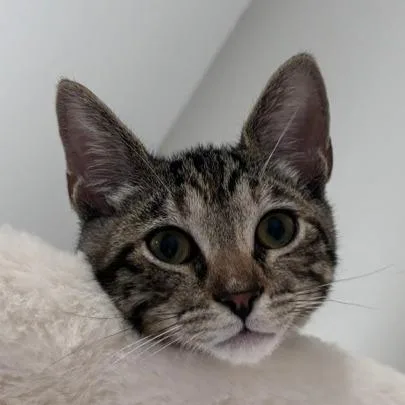 A baby small-sized female Brown / Chocolate Domestic Short Hair cat named Billie for adoption in Long Beach, CA