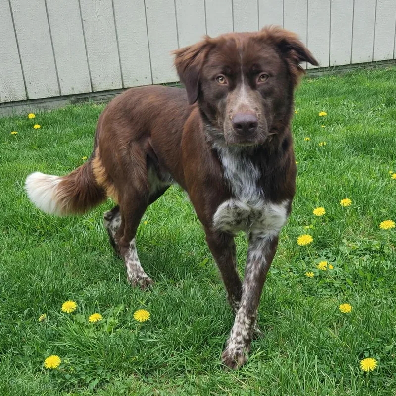 A young large-sized male Brown / Chocolate Australian Shepherd dog named CT Hopper for adoption in Stormville, NY