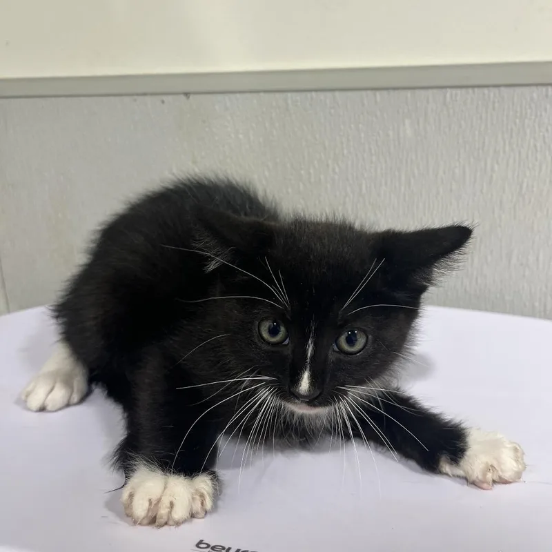 A baby small-sized male Gray / Blue / Silver Domestic Short Hair cat named Elmo for adoption in Clearwater, FL
