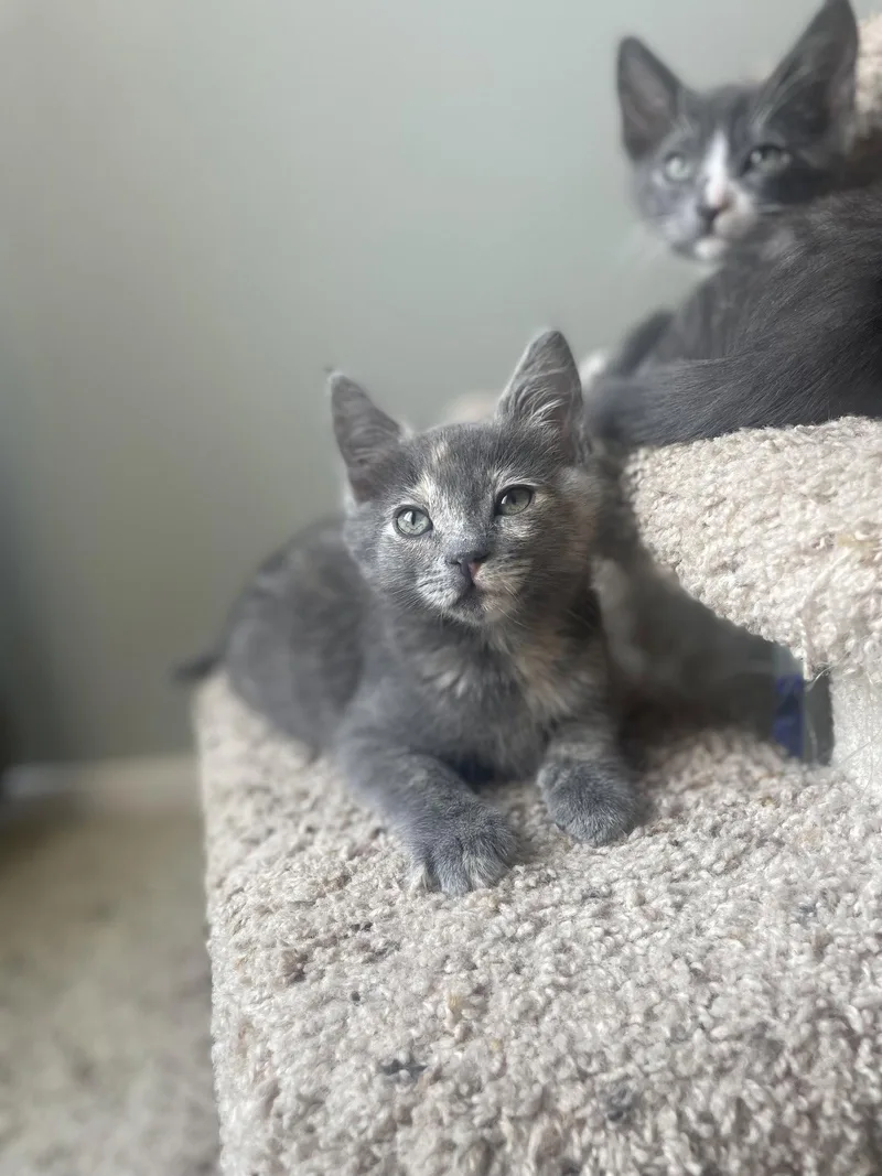 A baby medium-sized female Tabby (Gray / Blue / Silver) Dilute Tortoiseshell cat named Azula for adoption in Laguna Niguel, CA