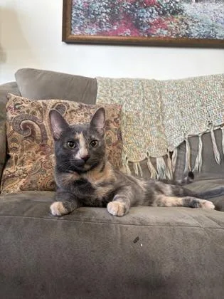 Sweetcheeks thumbnail 2