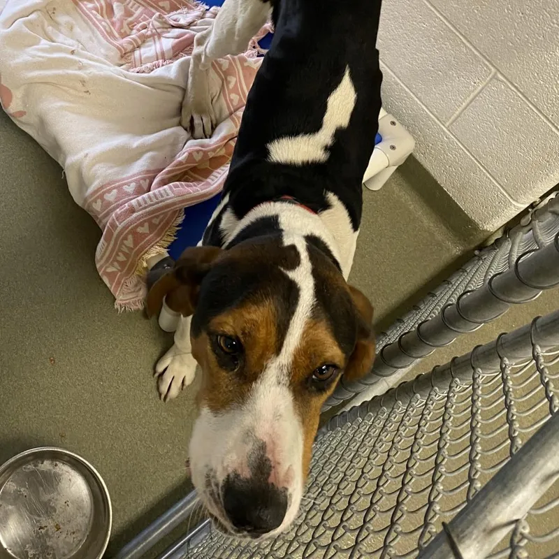 An adult large-sized male Black Foxhound dog named Jimmy Dean for adoption in Harrisonburg, VA
