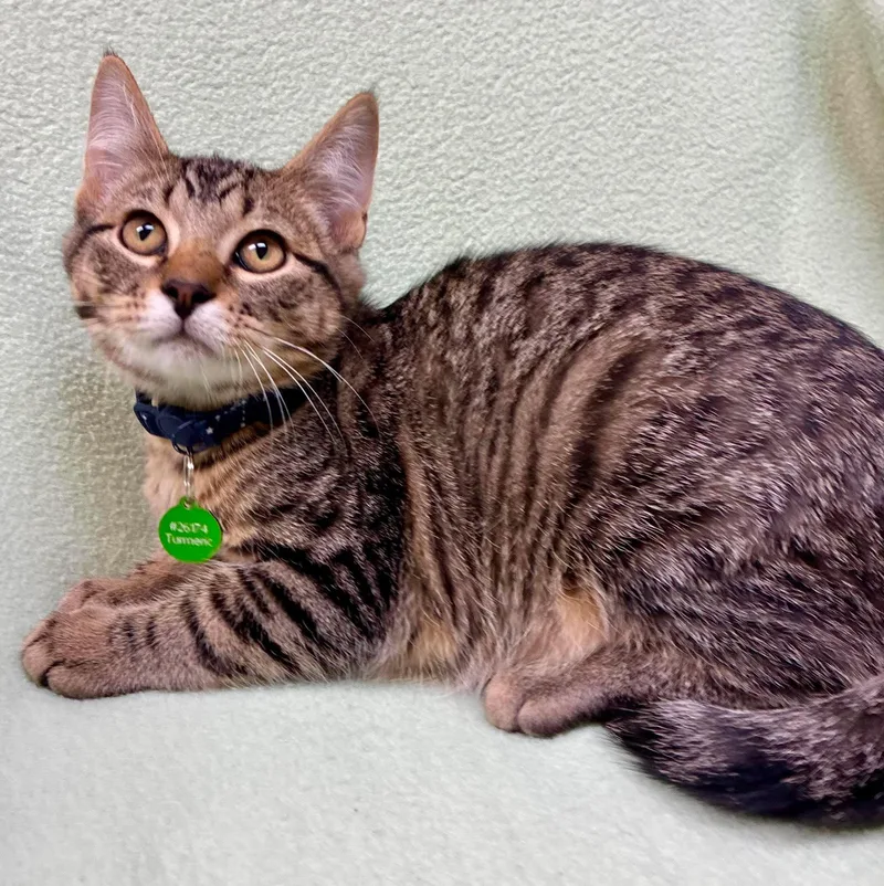 A baby medium-sized male Tabby (Gray / Blue / Silver) Domestic Short Hair cat named Turmeric for adoption in Alexandria, MN