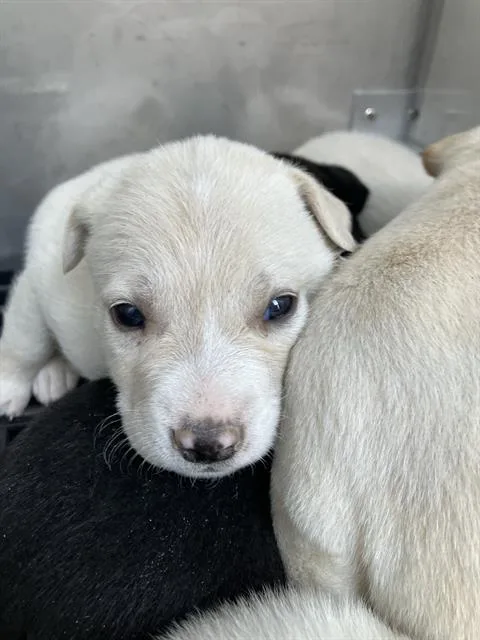 A baby small-sized female Mixed Breed dog named Violet for adoption in Dallas, TX