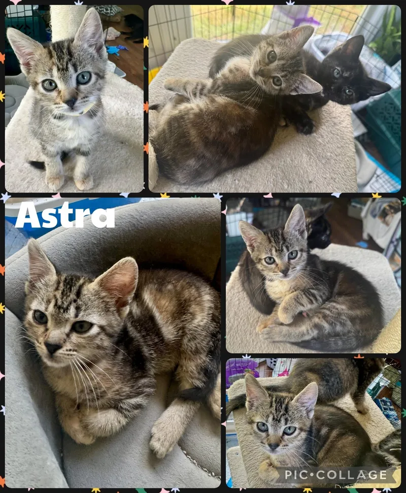 A baby small-sized female Tabby (Brown / Chocolate) Domestic Short Hair cat named Astra for adoption in Newberg, OR