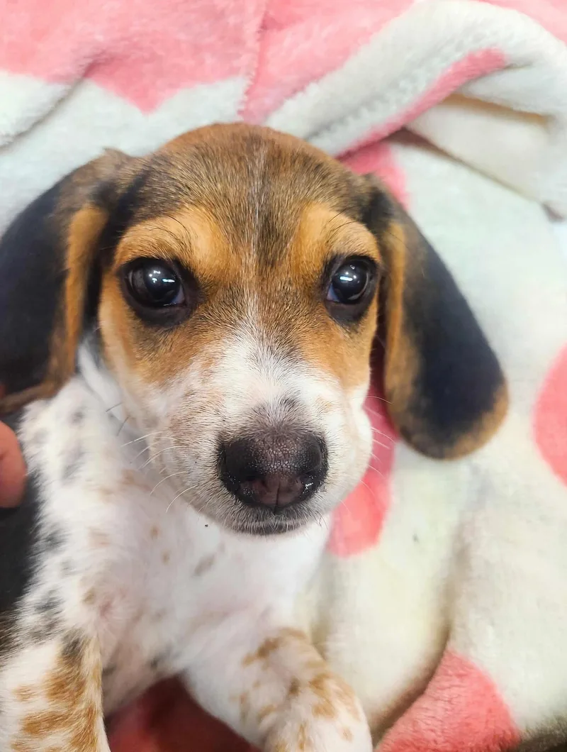 A baby medium-sized female Tricolor (Brown, Black, & White) Beagle dog named Marley for adoption in Union Grove, WI