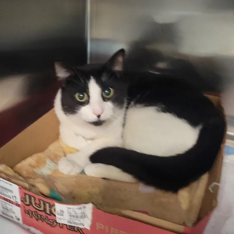A young medium-sized male Black Domestic Short Hair cat named Invisi Billy for adoption in Westminster, CA