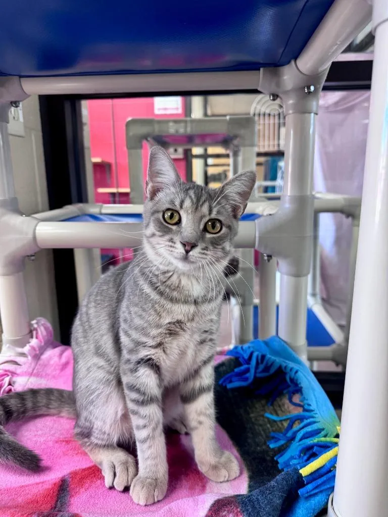 A baby medium-sized male Domestic Medium Hair cat named Math Blaster for adoption in Cincinnati, OH