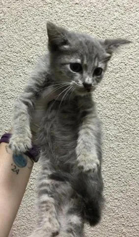 A baby small-sized male Domestic Short Hair cat named Jim for adoption in Riverside, CA