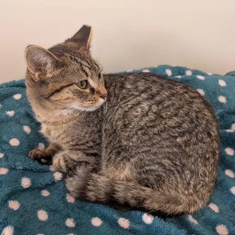 Fernando thumbnail 2