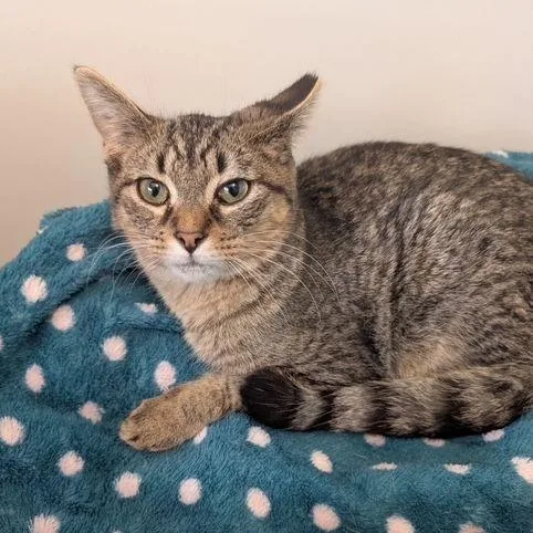 Fernando thumbnail 3