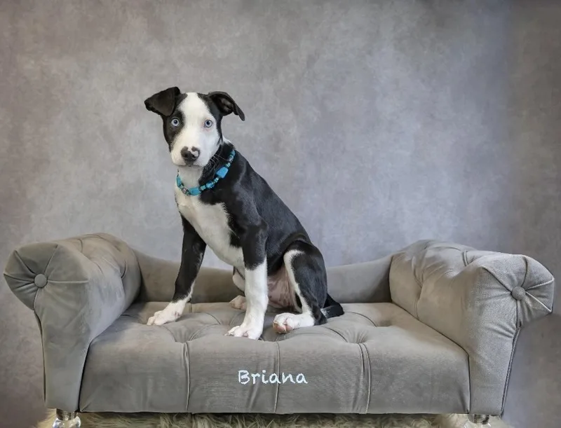 A baby medium-sized female Hound dog named Briana for adoption in Manchester, CT