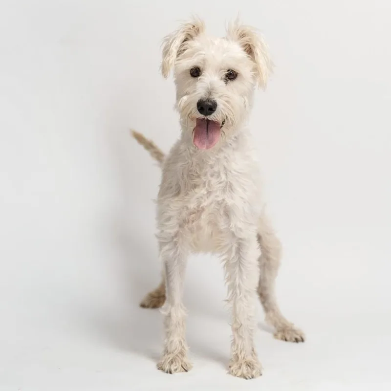 A young small-sized male White / Cream Schnoodle dog named Luccas for adoption in Manvel, TX