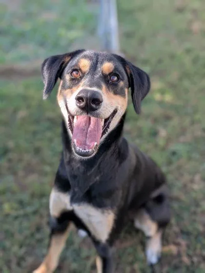 An adult medium-sized female Doberman Pinscher dog named Spirit for adoption in Mansfield, TX