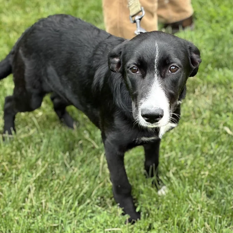 A baby medium-sized female Black Labrador Retriever dog named Caramel Corn for adoption in South Elgin, IL