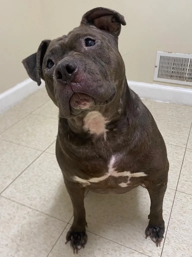 An adult large-sized female Pit Bull Terrier dog named Sequoia for adoption in Fall River, MA