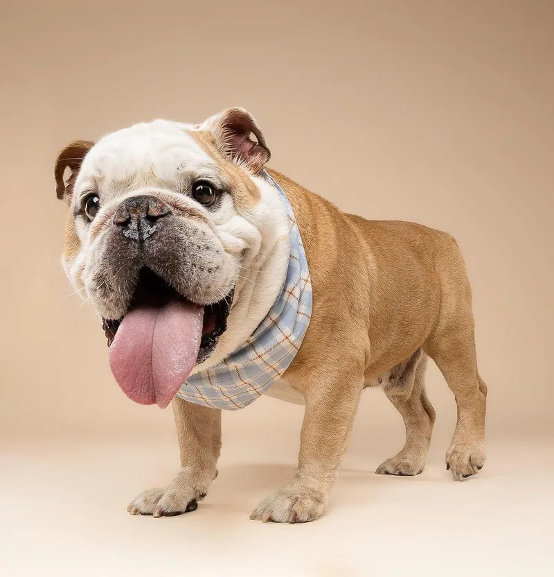 A senior medium-sized male English Bulldog dog named Jimmy Bradley for adoption in Miami, FL