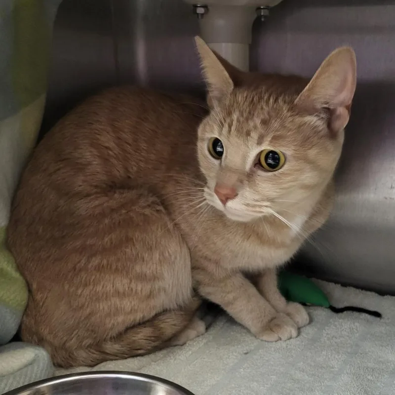 A senior medium-sized female Buff / Tan / Fawn American Shorthair cat named Freya for adoption in Fort Wayne, IN