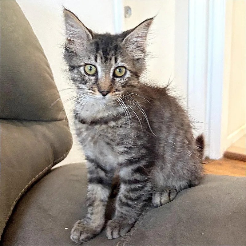 A baby small-sized male Brown / Chocolate Domestic Short Hair cat named Roo for adoption in Pleasant Hill, CA