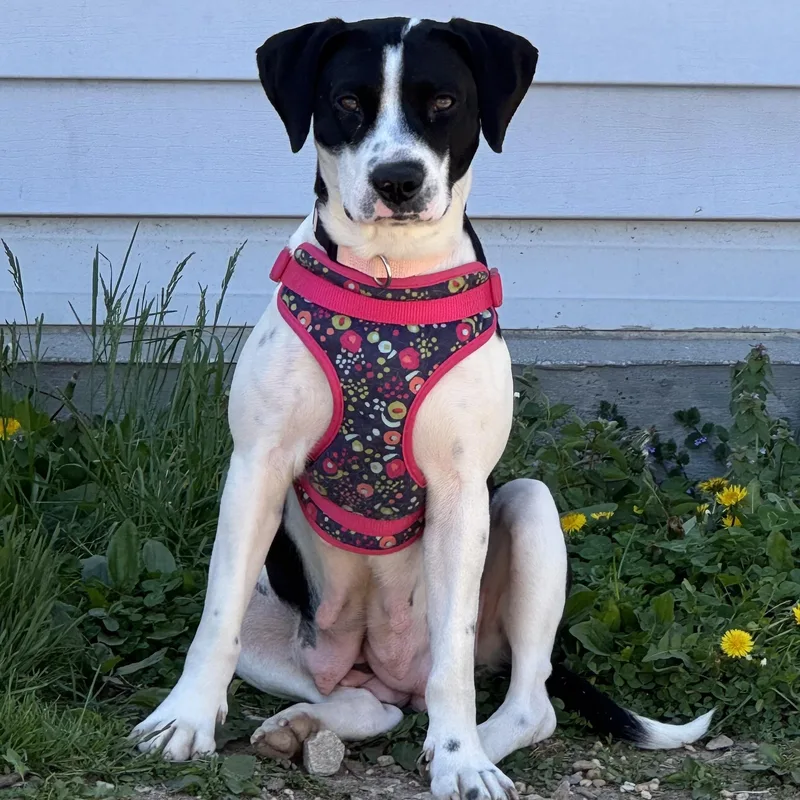 A young medium-sized female Bicolor Hound dog named Azzi for adoption in Ellicott City, MD
