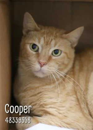 Cooper thumbnail 2