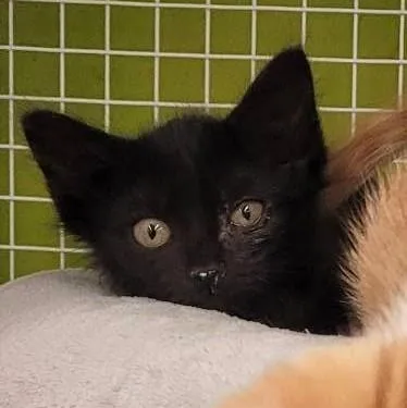 A baby small-sized female Black Domestic Short Hair cat named Fendi for adoption in Kansas City, MO