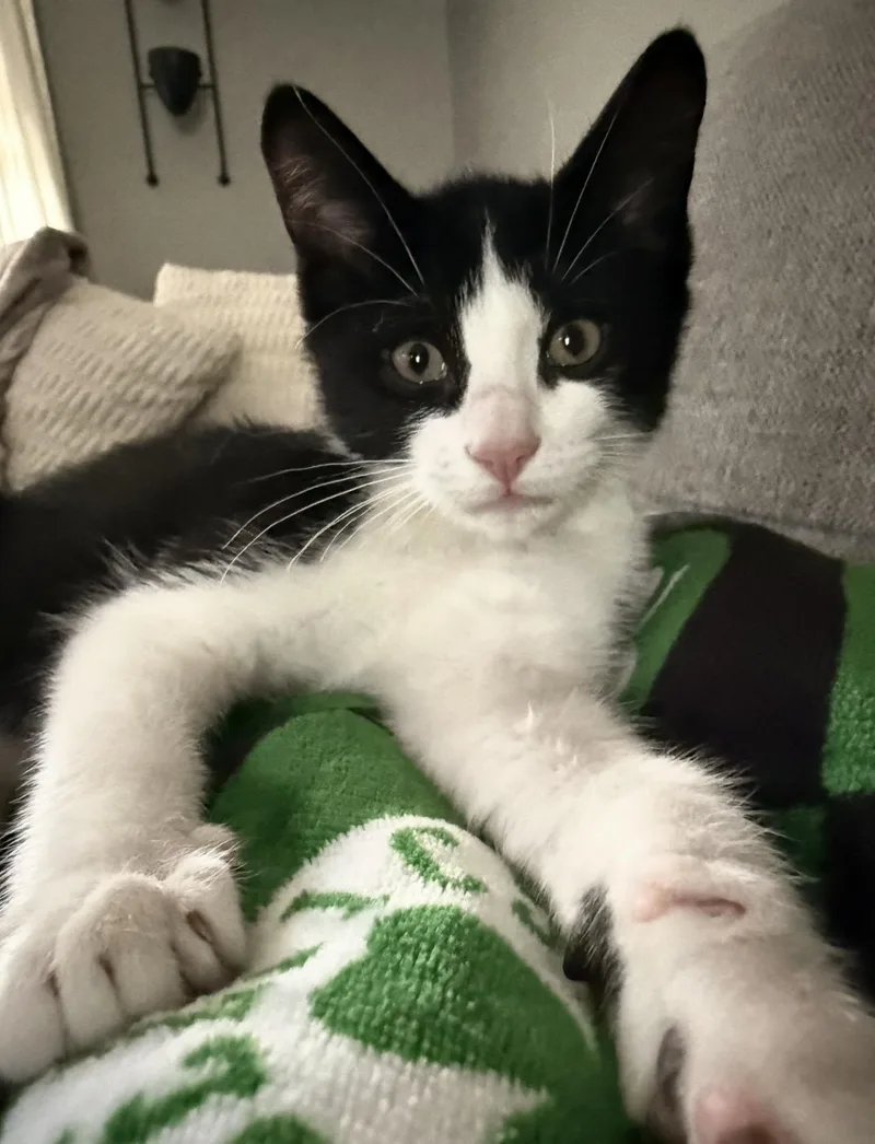 A baby small-sized male Black & White / Tuxedo Domestic Short Hair cat named Panda for adoption in Manchester, NH